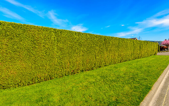 Taille de haie de cèdre à Beauport.